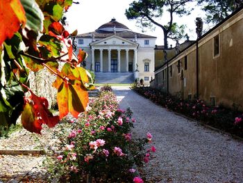Plants growing by building