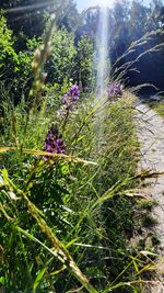 Purple flowering plants on land