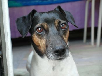 Close-up portrait of dog