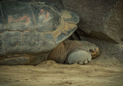 Galapagos giant tortoise relaxing on field against rock formation