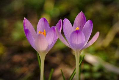 Close-up of purple crocus flowers