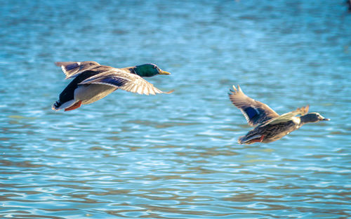 Bird flying over water