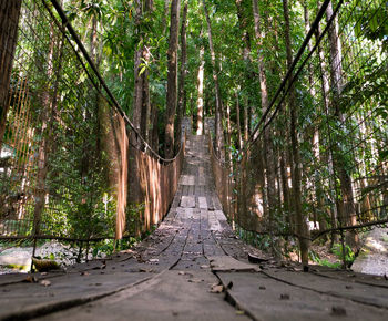 Footpath amidst trees in forest