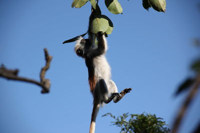 Low angle view of a bird on branch against sky