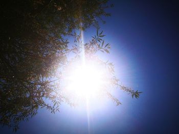 Sun shining through trees