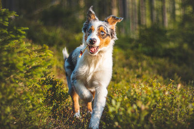 Candid portrait of an australian shepherd puppy dog on a walk in the woods. joyful expression 