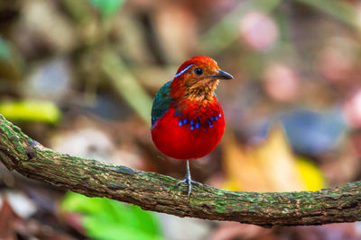 Close-up of bird perching on branch