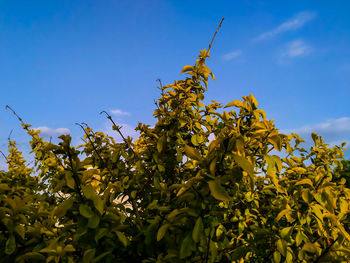 Low angle view of yellow tree against sky