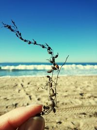 Cropped image of woman holding dry seaweed at beach against sky