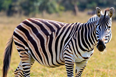 Zebra. Zebra in