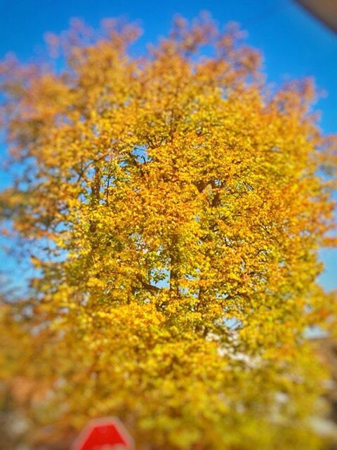tree, autumn, change, yellow, growth, low angle view, nature, selective focus, branch, season, beauty in nature, sky, tranquility, leaf, sunlight, day, no people, blue, outdoors, close-up