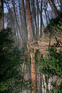 Low angle view of trees in forest