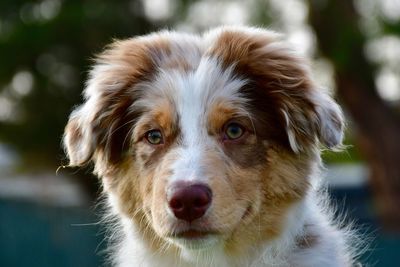 Close-up portrait of dog sticking out tongue outdoors