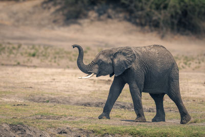 Elephants drinking water