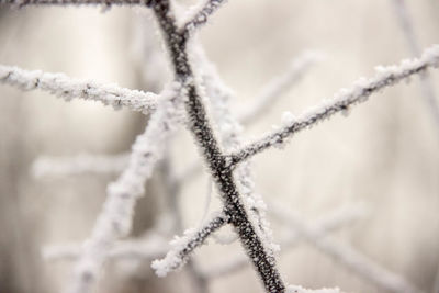 Close up of leaf