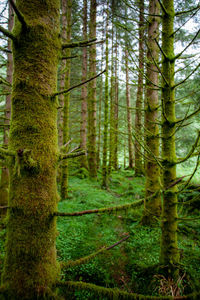 Pine trees in forest