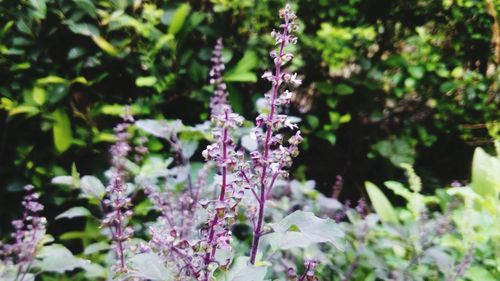 Close-up of purple flowers