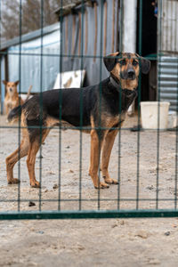 dog