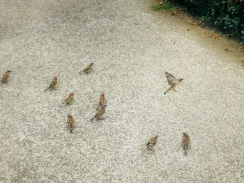 High angle view of birds on land