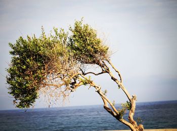 Tree by sea against clear sky