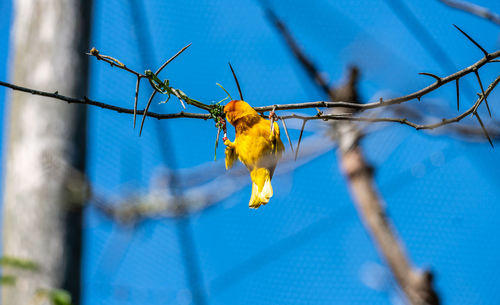 A yellow bird hangs by clutching thorns on a branch at the woodland park zoo in seattle, washington.