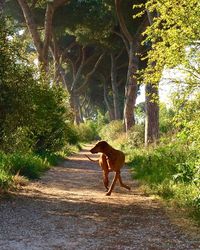 Dog walking on road