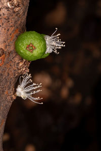 Close-up of fruit growing on plant