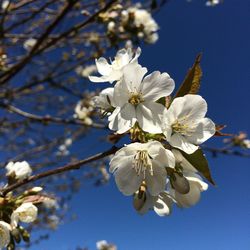 Low angle view of apple blossoms in spring