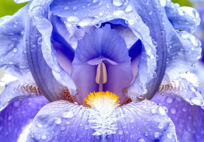 Close-up of purple flowering plant