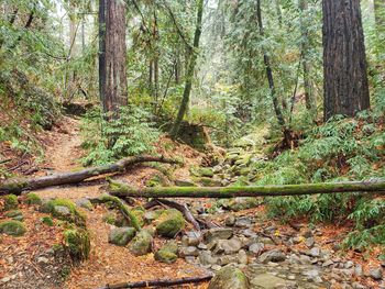 Plants and trees in forest