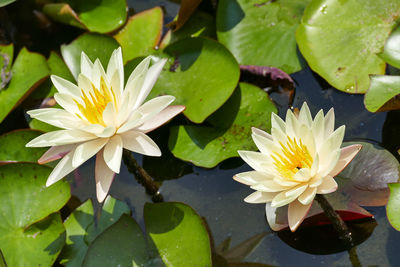 Close-up of lotus water lily in lake