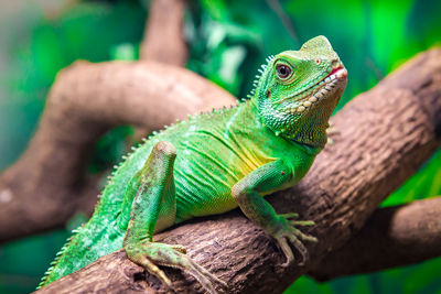 Close-up of lizard on tree