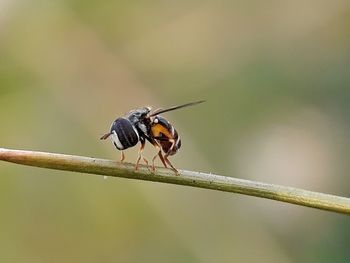 Close-up of insect on plant