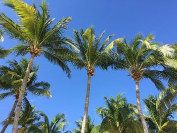 Low angle view of coconut palm trees against blue sky