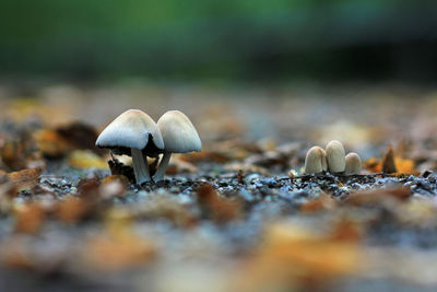 Close-up of mushroom growing on land