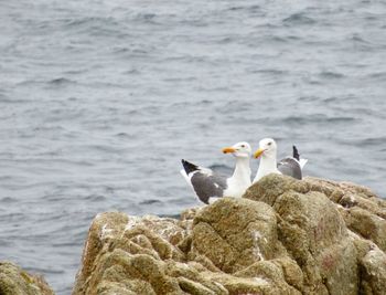 Seagulls perching on rock in sea