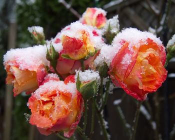 Close-up of frozen flower during winter