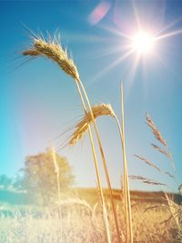 Low angle view of corn field against sky