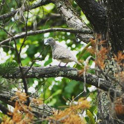 Low angle view of bird perching on branch