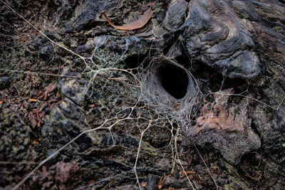 Close-up of tree trunk