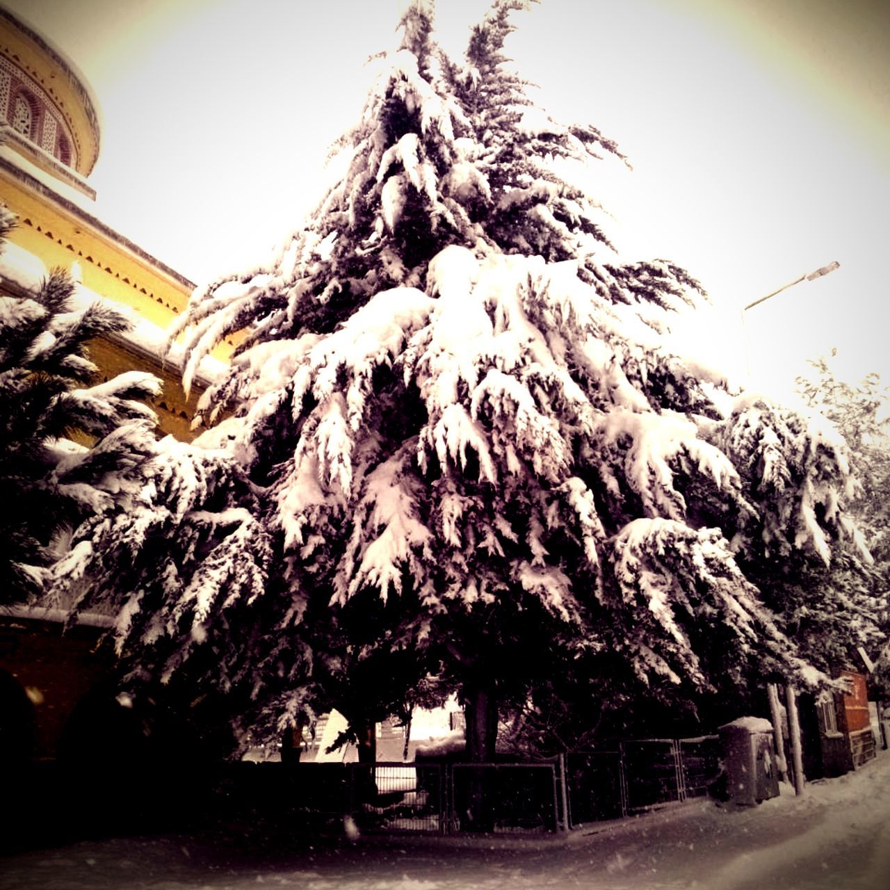 tree, built structure, building exterior, architecture, snow, low angle view, winter, branch, bare tree, nature, sky, cold temperature, clear sky, outdoors, growth, day, no people, house, tree trunk, sunlight