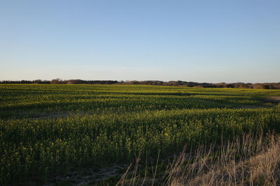 Scenic view of agricultural field against clear sky