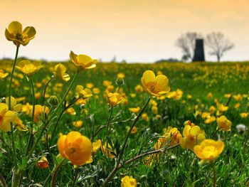 Close-up of yellow flowers growing in field