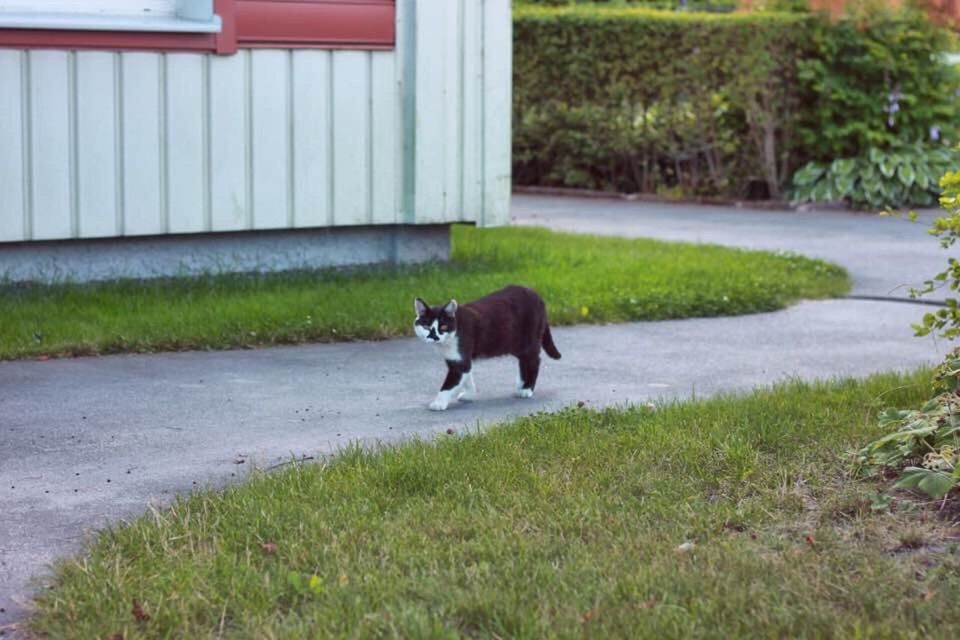 DOG STANDING ON GRASS