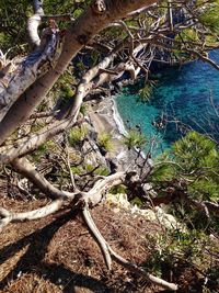 High angle view of trees in forest