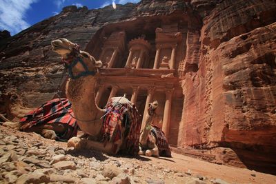 Camels resting in front of the old treasury in petra, low shot
