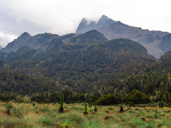 Foggy mountain landscapes at rwenzori mountains, uganda