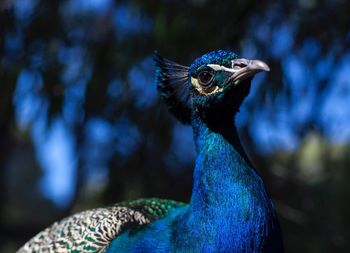 Close-up of peacock