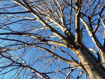 Low angle view of bare trees against sky