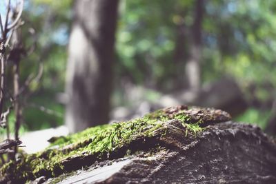 Close-up of moss growing on tree trunk